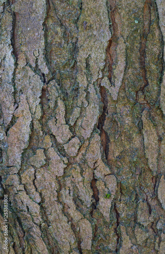 Beautiful close-up of the bark of acer rubrum photo