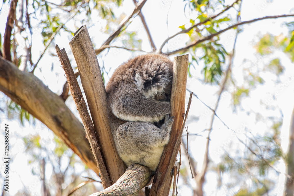 Fototapeta premium sleeping koala in tree
