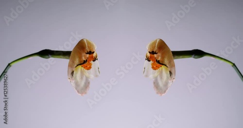 Burnt daffodils. Paired aging. Symmetrical wilting two beautiful flowers drying blackening thin petals. Abstract fading nature background empty space.
