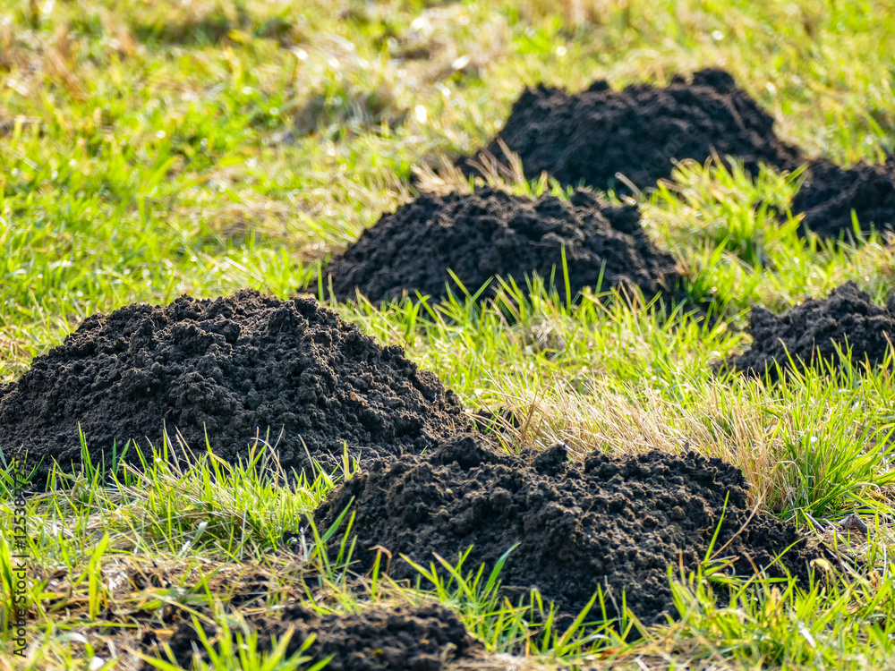 Fototapeta premium Viele Wühlmaus Haufen auf einer Wiese