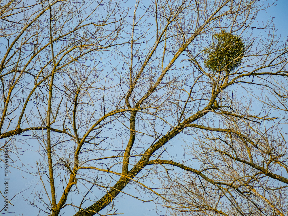 Misteln auf einem Baum im Winter Misteln auf einem Baum im Winter