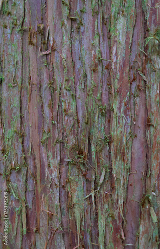 Beautiful close-up of the bark of cryptomeria japonica photo