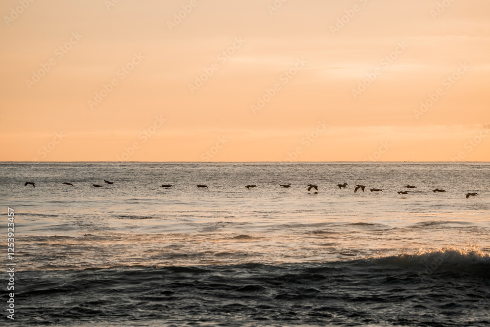 Fototapeta premium sunset on the sea pelicans