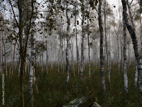 Fototapeta Naklejka Na Ścianę i Meble -  las ksylitolowy