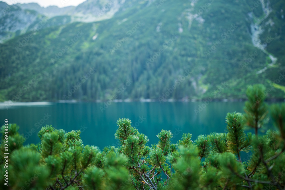 Landscape view of Morske Oko lake with fur trees on foreground and mountains on background, Poland