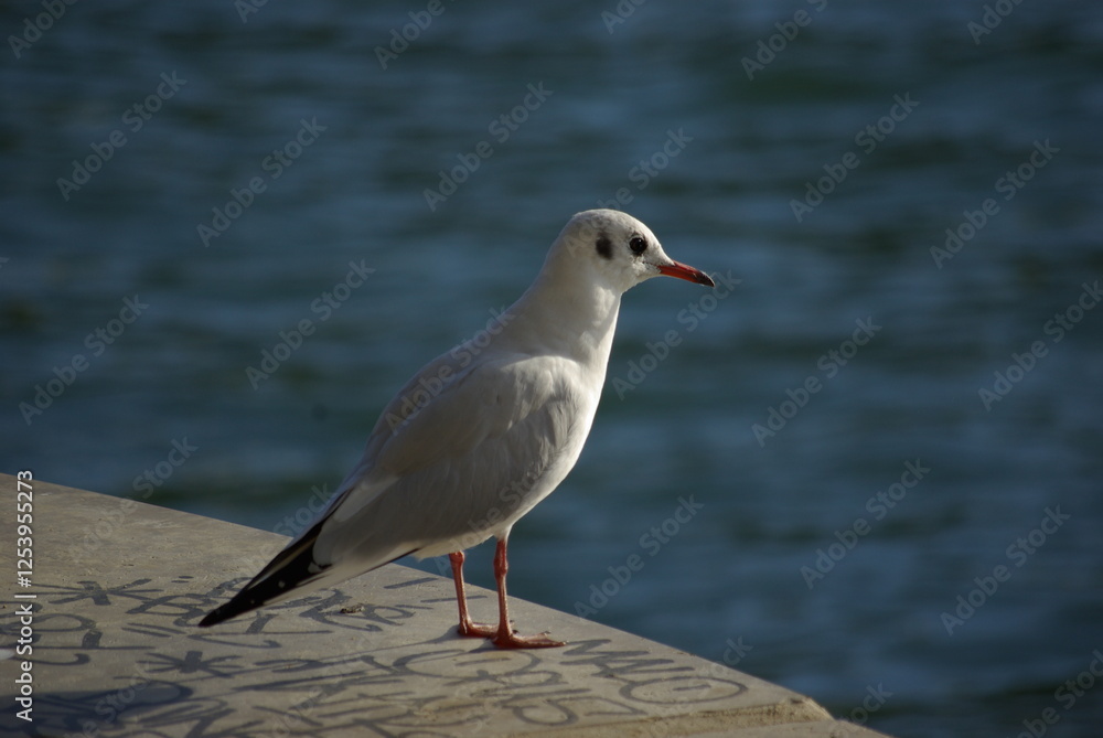 Mouette au bord du quai de la Seine Mouette au bord du quai de la Seine
