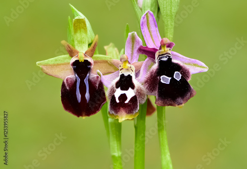 Photos of wildflowers, various bee orchids. photo