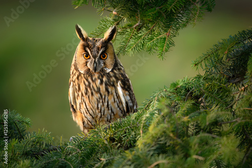 Fototapeta Naklejka Na Ścianę i Meble -  Long eared owl ( Asio otus ) close up