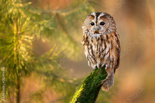 Fototapeta Naklejka Na Ścianę i Meble -  Tawny owl ( Strix aluco ) sitiing in the autumn forest