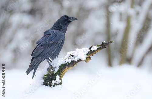 Raven bird ( Corvus corax ) close up