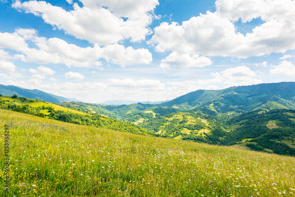 scenery with alpine field in summer. scenic countryside. herbs among the grass. rolling carpathian mountain landscape in dappled light. clouds on the blue sky above the hill. green farmland