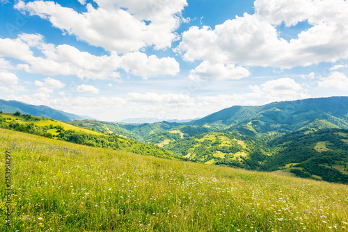 Obraz na płótnie scenery with alpine field in summer. scenic countryside. herbs among the grass. rolling carpathian mountain landscape in dappled light. clouds on the blue sky above the hill. green farmland w salonie