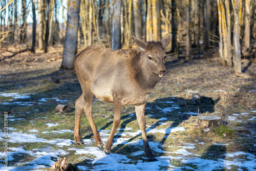 Wallpaper Mural deer in a winter forest clearing Torontodigital.ca