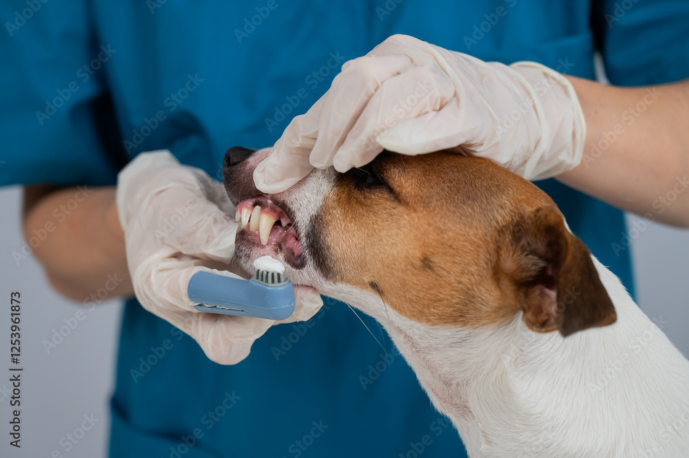 A vet is cleaning the teeth of a Jack Russell Terrier. A vet is cleaning the teeth of a Jack Russell Terrier.
