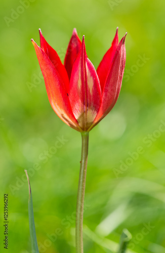 Images of wild plants and flowers. red wild tulip photos.