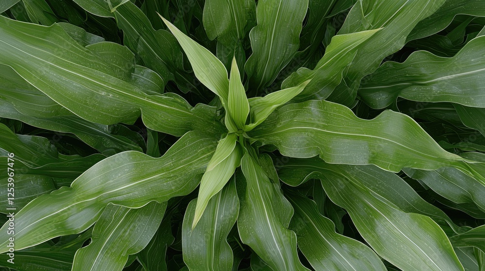 Fototapeta premium Lush green foliage, close-up view, nature background, plant texture