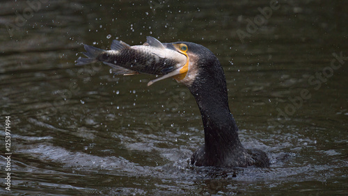 Cormoran mangeant un gros poisson