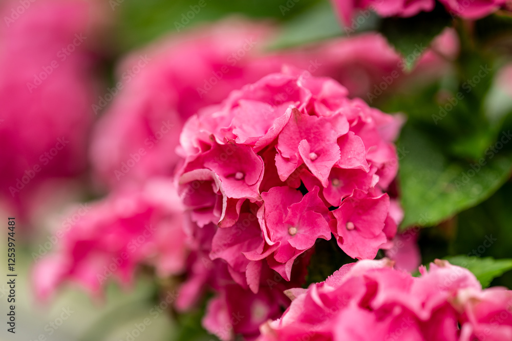 close-up of pink hydrangea blossoms with blurred background. close-up of pink hydrangea blossoms with blurred background.