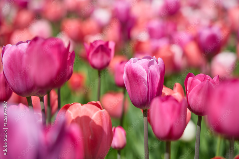Pink tulips blooming in a colorful field in spring Pink tulips blooming in a colorful field in spring