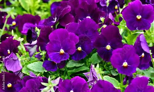 various Garden Flowers, Garden violets.