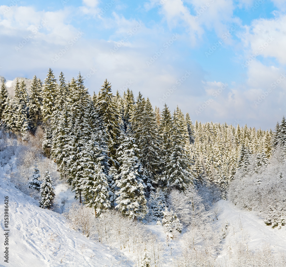 Winter calm mountain landscape with snow-covered spruce-trees