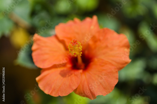 Unusual orange and red Hibiscus rosa-sinensis aka Chinese hibiscus photo