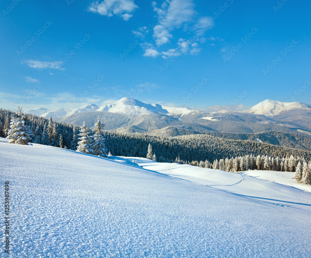 Winter rime and snow covered fir trees on mountainside (Carpathian Mountains, Ukraine)