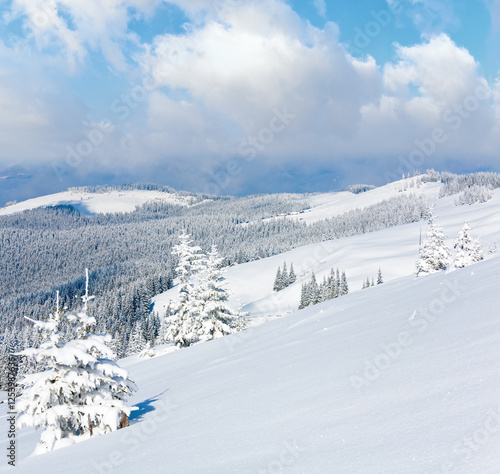 Winter mountain view with snow surface on mountainside in front and fir forest behind.  (Carpathian Mountains, Ukraine)