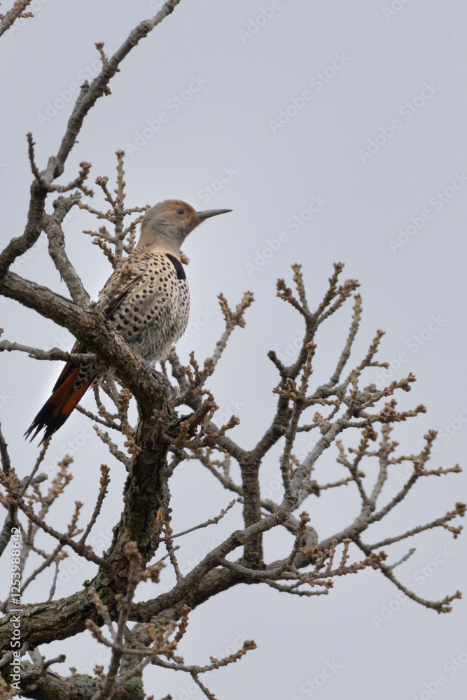 Northern Flicker in branch Northern Flicker in branch