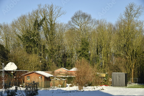 Wallpaper Mural Le bois sous un ciel bleu en hiver à Écaussinnes-d'Enghien  Torontodigital.ca