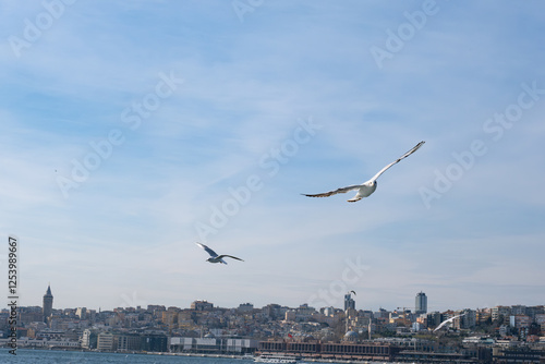 Many Seagull bird flying over the Bosphorus in Istanbul, Turkey. White seagull soaring through clear blue sky above city of Istanbul photo