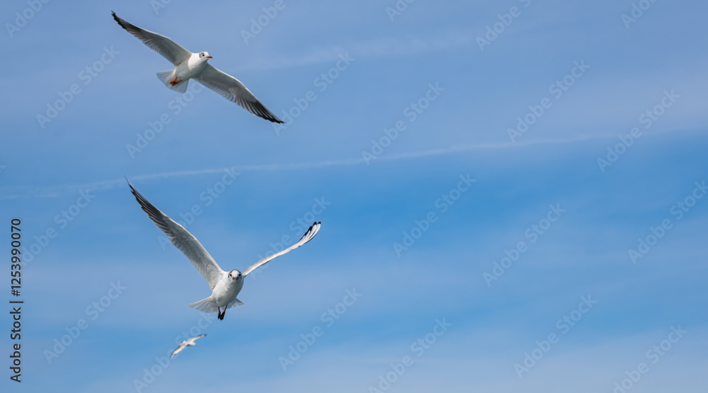 Many seagulls bird flying in clear blue sky. Beautiful group of seagulls fly over the sea. Copy space Many seagulls bird flying in clear blue sky. Beautiful group of seagulls fly over the sea. Copy space