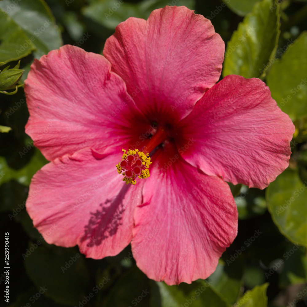 Beautiful gentle pink Hibiscus rosa-sinensis aka Chinese hibiscus Beautiful gentle pink Hibiscus rosa-sinensis aka Chinese hibiscus