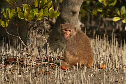 Photography Rhesus monkey in mangrove habitat at Sundarban tiger reserve, India