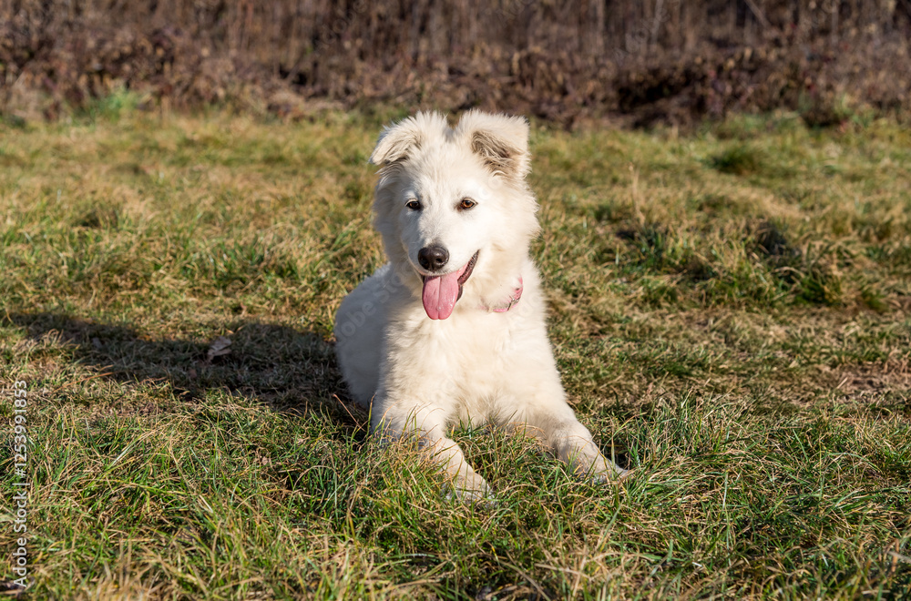 A Swiss Shepherd puppy is lying on the grass in the autumn garden. A Swiss Shepherd puppy is lying on the grass in the autumn garden.