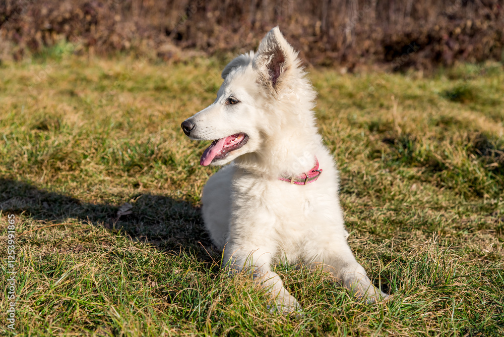 A Swiss Shepherd puppy is lying on the grass in the autumn garden. A Swiss Shepherd puppy is lying on the grass in the autumn garden.