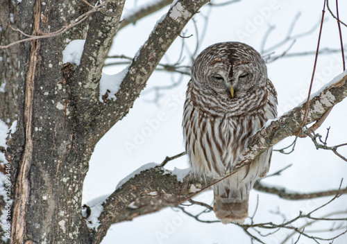 Barred Owl - Strix Varia ~ Perched on a snow covered branch photo