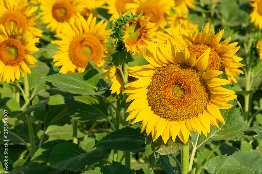 Obraz premium yellow flowers, agricultural products. photos of sunflowers.