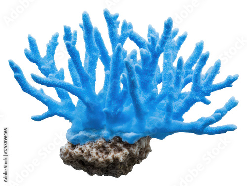 Blue coral on transparent background photo