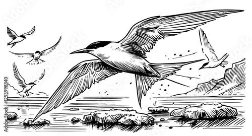 flying terns over water black and white vector
