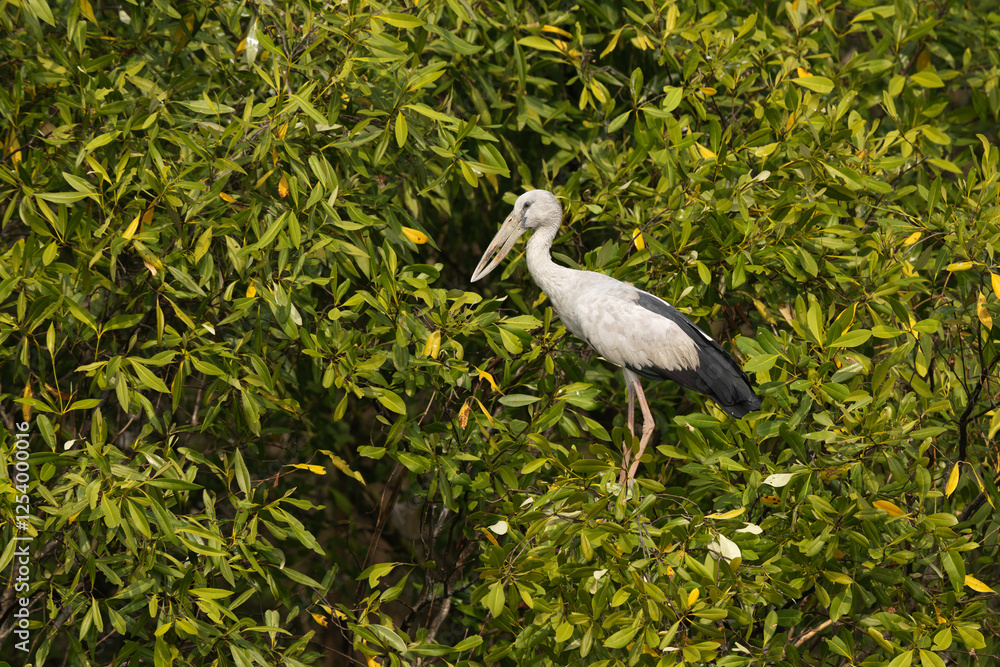 Fototapeta premium Asian openbill on mangrove tree at Sundarban tiger reserve, India