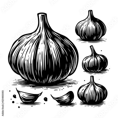 garlic bulb and cloves vector illustration
