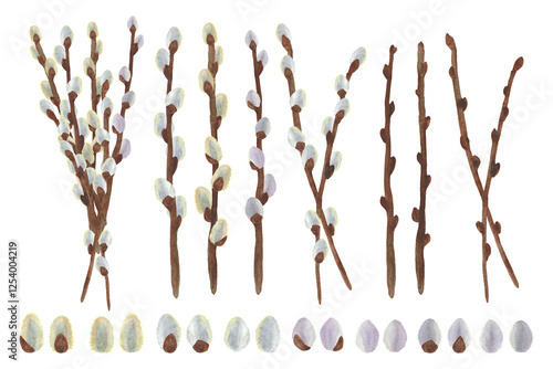Set of watercolor willow branches isolated on a white background. Spring design elements.