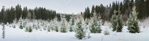 Schilderij op canvas A wintery scene of a forest with young fir trees covered in snow, creating a frosty backdrop for the Christmas season