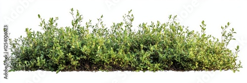 Lush green shrubbery isolated, white background, landscaping design element