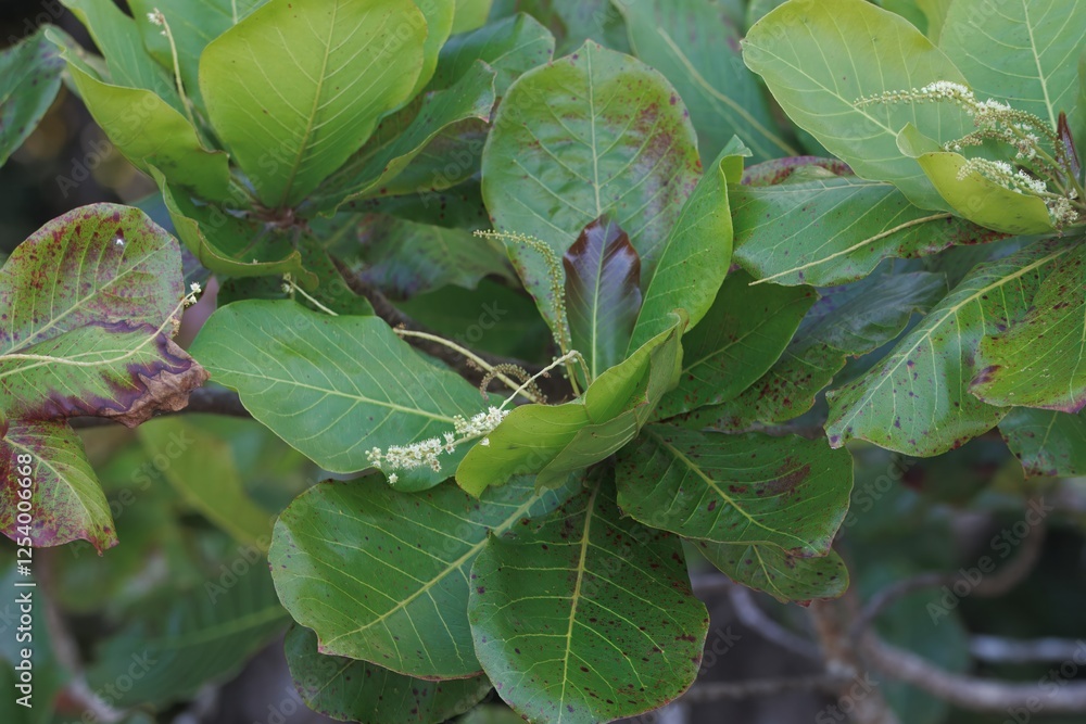 Foliage and flowers of a sea almond, Terminalia catappa