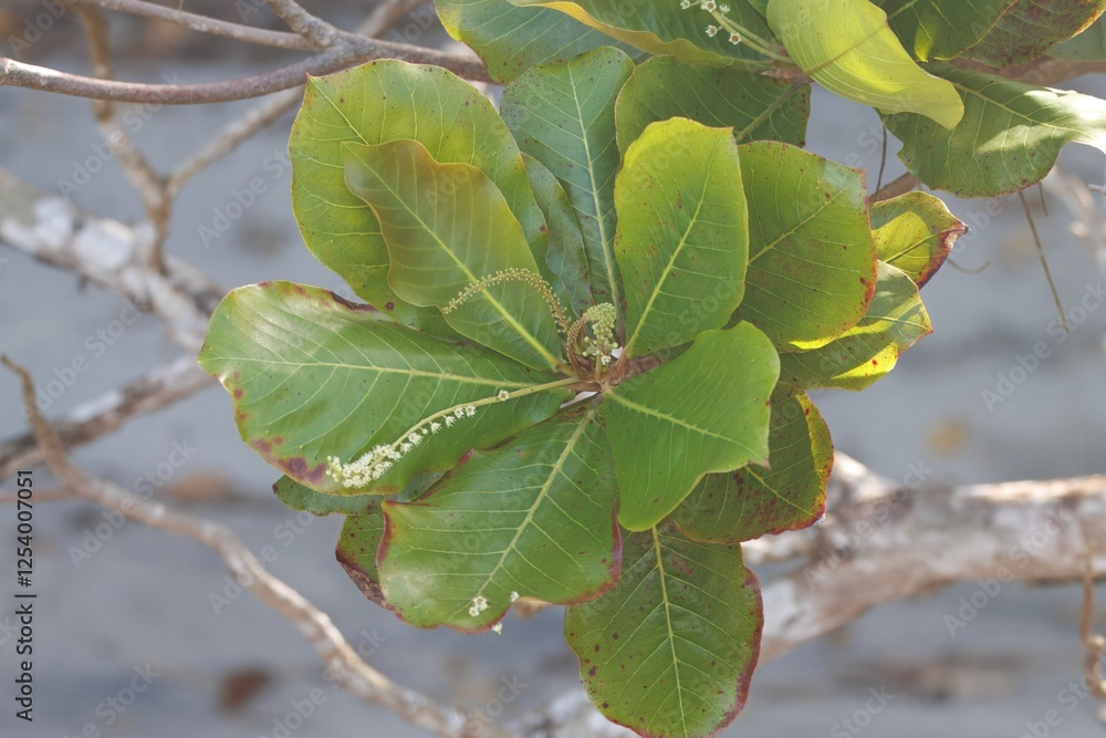 Foliage and flowers of a sea almond, Terminalia catappa