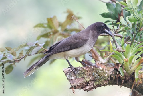 Obraz na płótnie Brown jay, Cyanocorax morio, in a forest w salonie