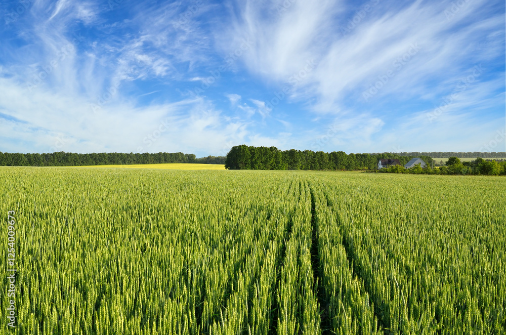 Green wheat field under a blue sky, rural landscape Green wheat field under a blue sky, rural landscape