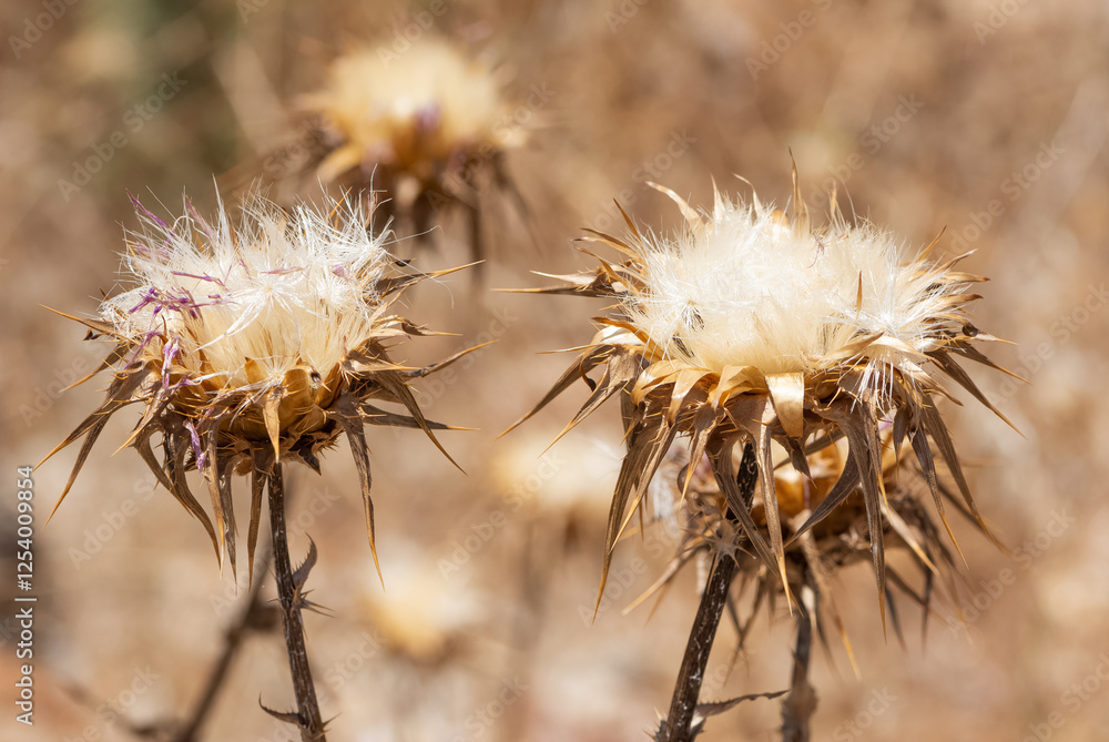 wild plants, wild thorn photos wild plants, wild thorn photos